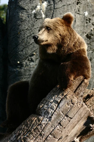 Медведь в зоопарке — стоковое фото