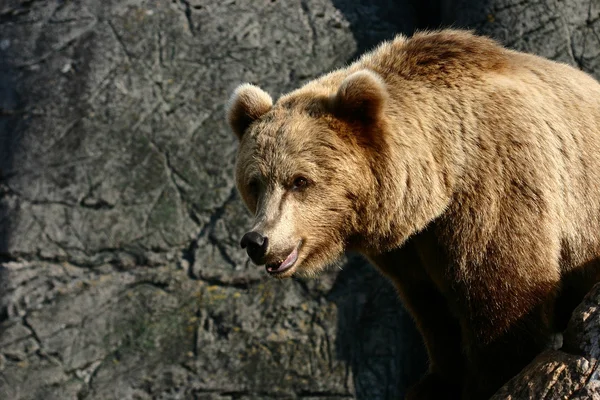 Barna medve az állatkertben — Stock Fotó