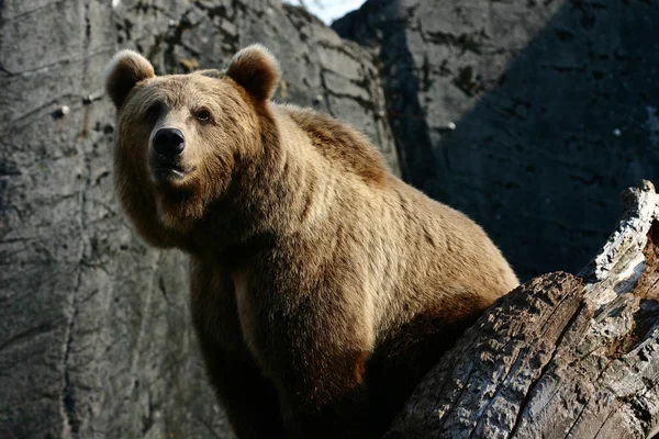 Коричневий ведмідь в зоопарку — стокове фото