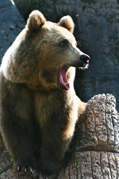 동물원에 있는 갈색 곰 — 스톡 사진