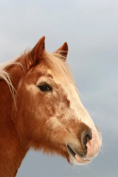 Δανέζικα-άλογα — Φωτογραφία Αρχείου
