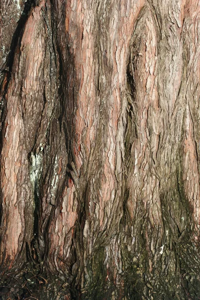 나무를 클로즈업 — 스톡 사진