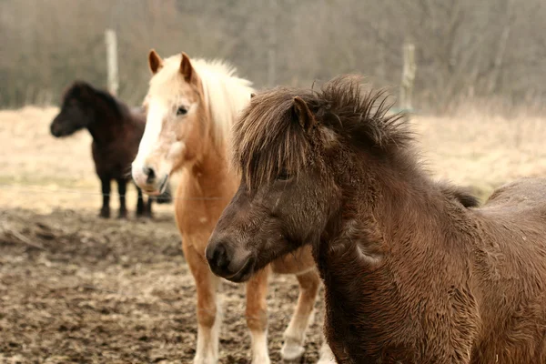 Duński koni — Zdjęcie stockowe