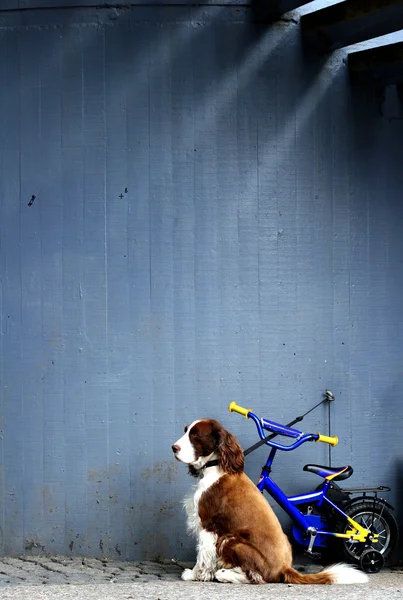 Dog waiting outdoor — Stock Photo, Image