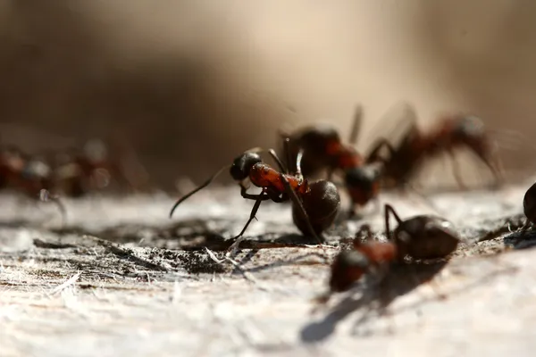 Ants on a tree trunk — Stock Photo, Image