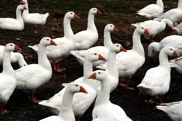 stock image Goose