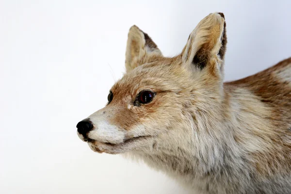 Fox с нейтральным фоном — стоковое фото