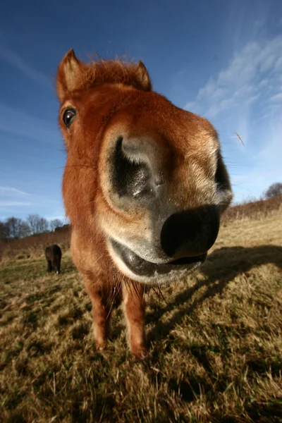 Danish horses — Stock Photo, Image