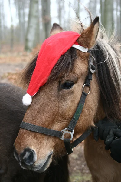 stock image Xmas horses