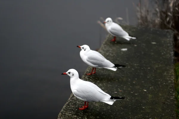 Bird seagull — Stock Photo, Image