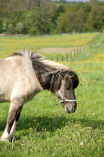 Danimarkalı atlar — Stok fotoğraf