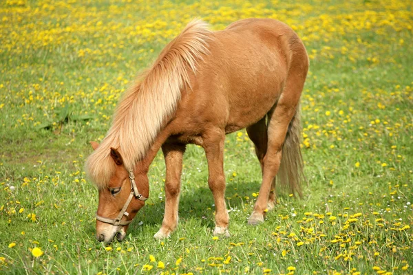 Данська коней — стокове фото