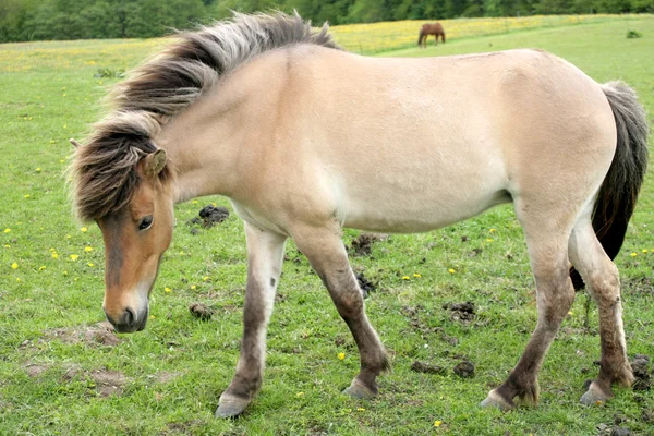 Deense paarden — Stockfoto