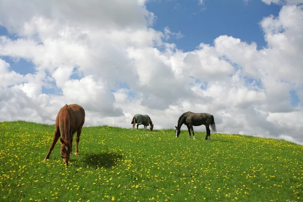 Данська коней — стокове фото