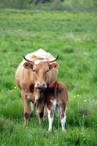 stock image Danish cows