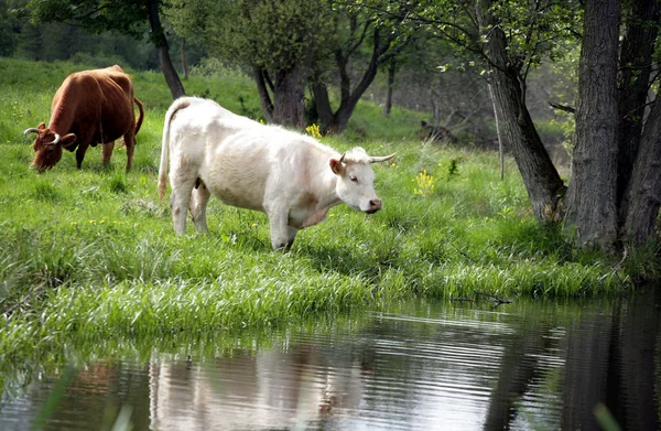 Danimarka inekleri — Stok fotoğraf