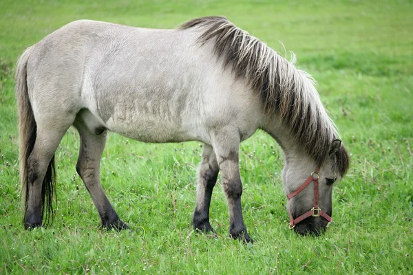 Dánský koně 01 — Stock fotografie