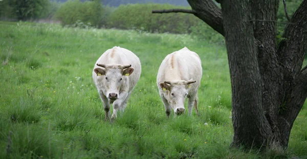 Dánské krávy — Stock fotografie