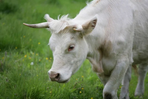 Dánské krávy — Stock fotografie