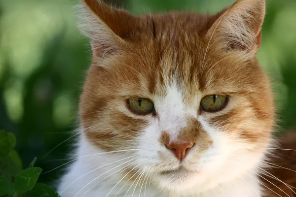 Кіт з зеленими очима — стокове фото