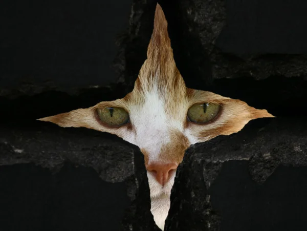 Katt med gröna ögon — Stockfoto