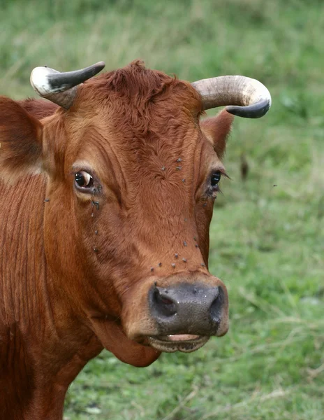 stock image Danish cows