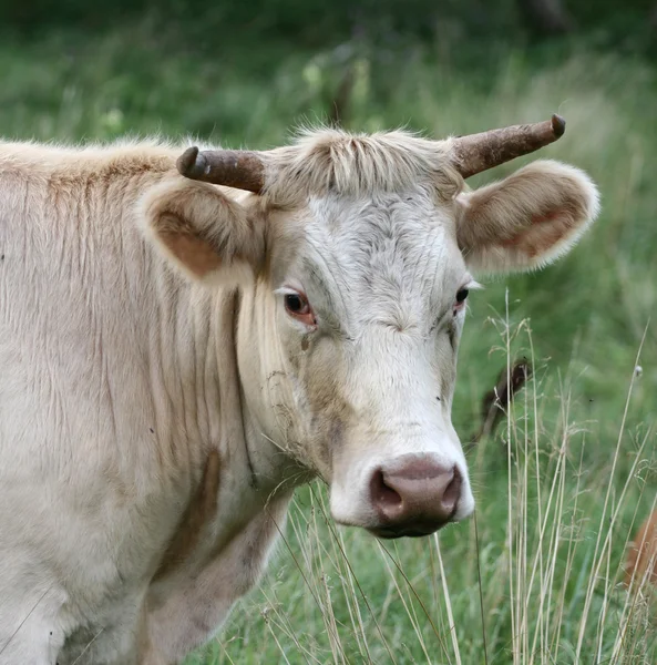 Danish cows — Stock Photo, Image