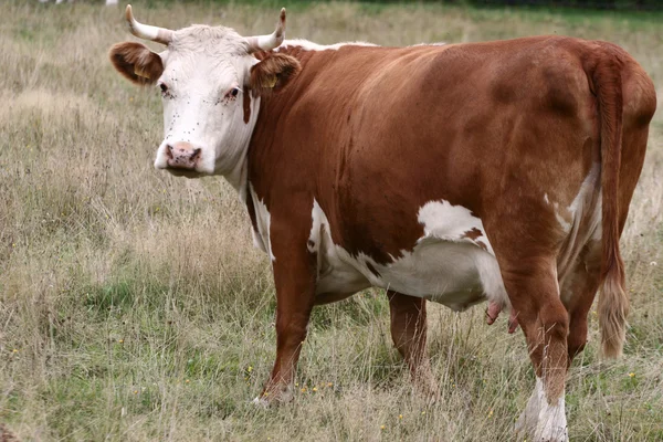 stock image Danish cows