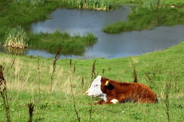 デンマークの牛 — ストック写真