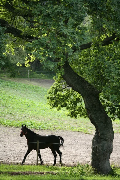 Danish horses — Stock Photo, Image