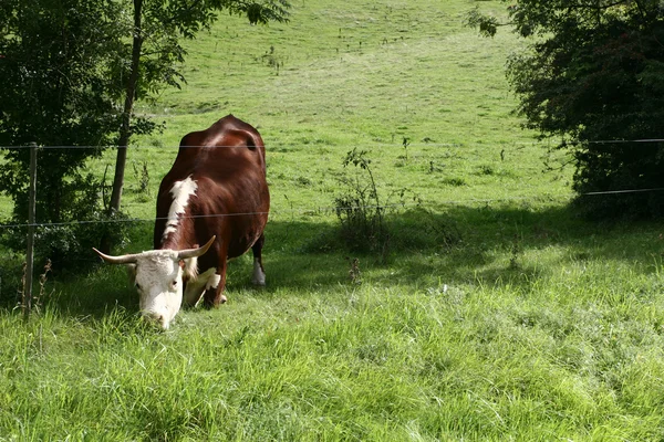 デンマークの牛 — ストック写真