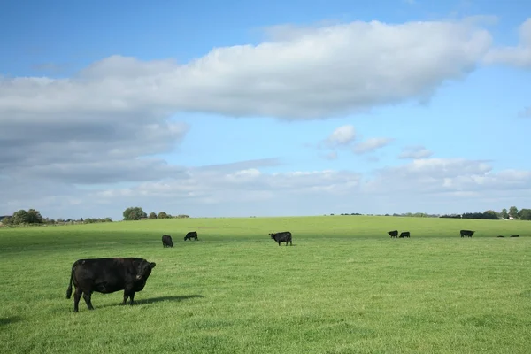 Данська корів — стокове фото