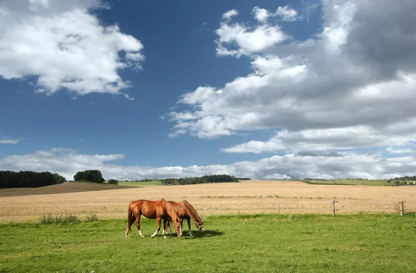Δανέζικα-άλογα — Φωτογραφία Αρχείου