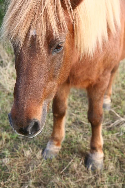 Deense paarden — Stockfoto