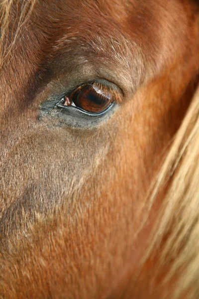 Dánský koně — Stock fotografie