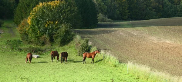Dänische Pferde — Stockfoto