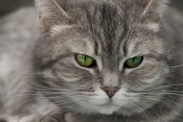 Gato cinzento com olhos verdes olhando para a câmera — Fotografia de Stock