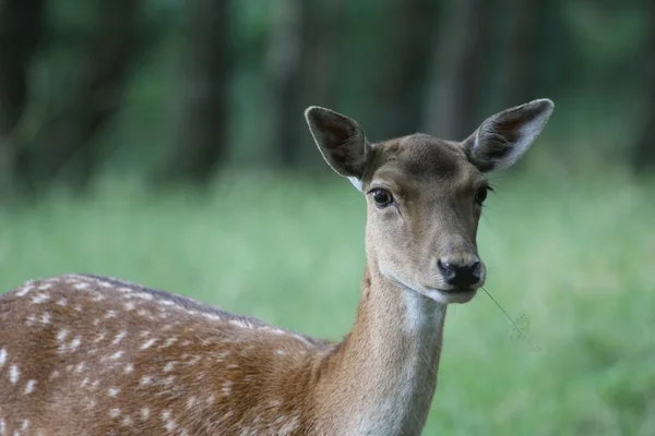 stock image Deers in a forest in denmark