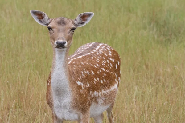 stock image Deers in a forest in denmark