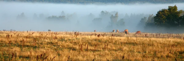 Duński krów we mgle — Zdjęcie stockowe