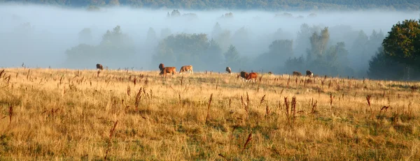 丹麦的奶牛在雾中 — 图库照片