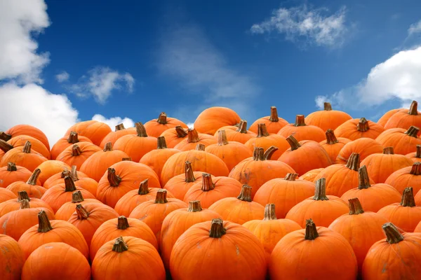 Scènes van halloween met pumpkins — Stockfoto