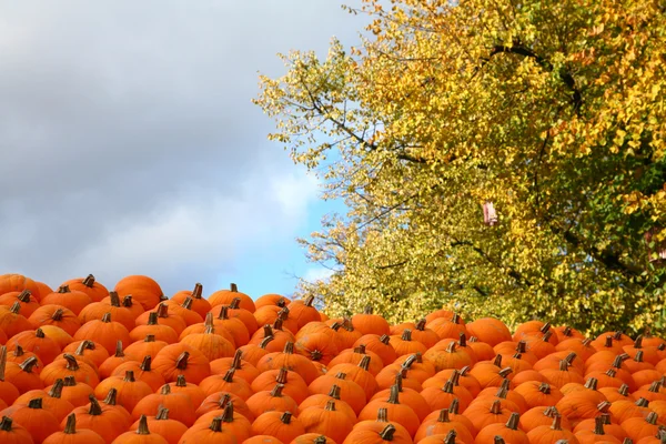 Сцены Хэллоуина с тыквами — стоковое фото