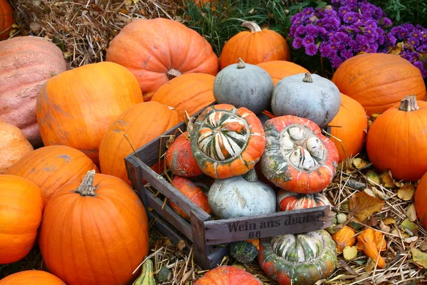 Scènes van halloween met pumpkins — Stockfoto