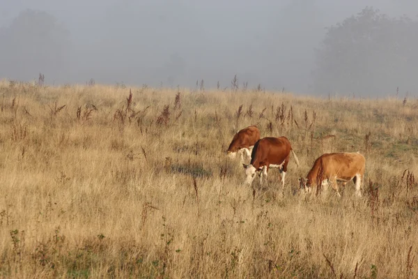 丹麦的奶牛在雾中 — 图库照片