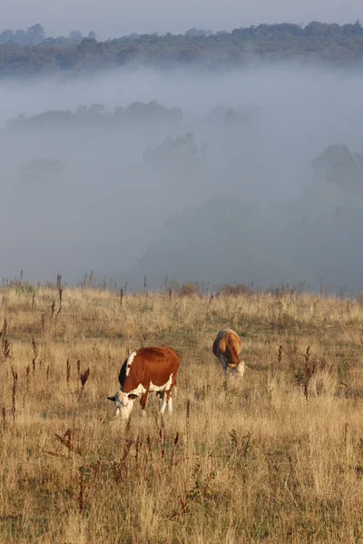 Vaches danoises dans le brouillard — Photo