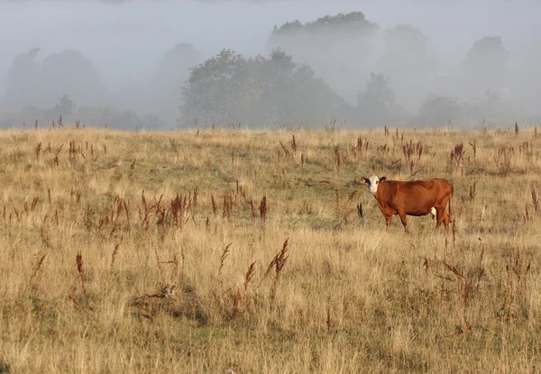 霧の中でデンマークの牛 — ストック写真
