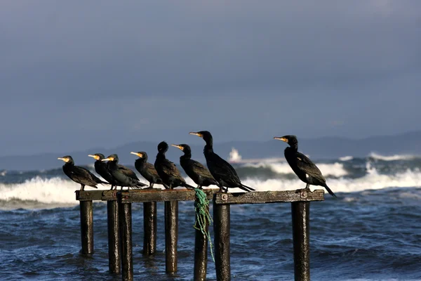 Vogels en zee — Stockfoto