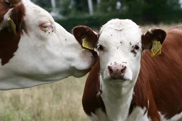 Vacche danesi — Foto Stock