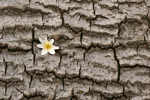 stock image Branches